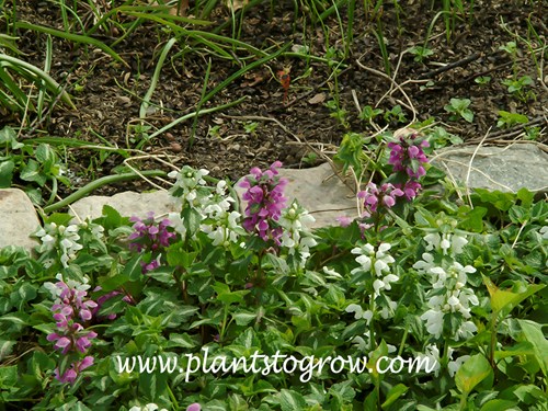 Spotted Nettle (Lamium maculatum)
Although the description of this plant includes only mauve to red colored flowers.  This planting had some white ones.  (May 4)
